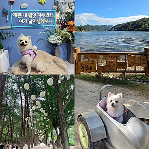 가평 애견동반 가볼만한곳, '남이섬'에서 강아지랑 전기자전거 타고 놀다왔어요! (입장료, 먹....