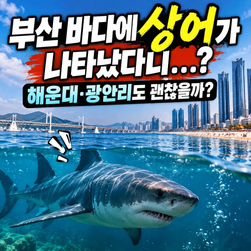 부산 바다에 상어가 나타났다니… 해운대·광안리도 괜찮을까?