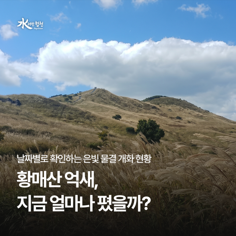 2026 합천 황매산 억새 개화 현황｜절정 시기와 실시간 확인 방법