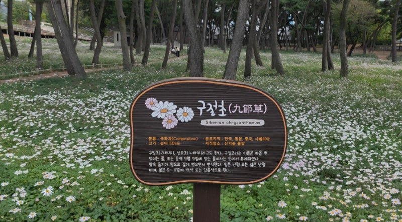 밀양 가볼만한곳 구절초 꽃밭 직접 다녀온 후기｜삼문동 가을꽃 명소와 주변 여행코스