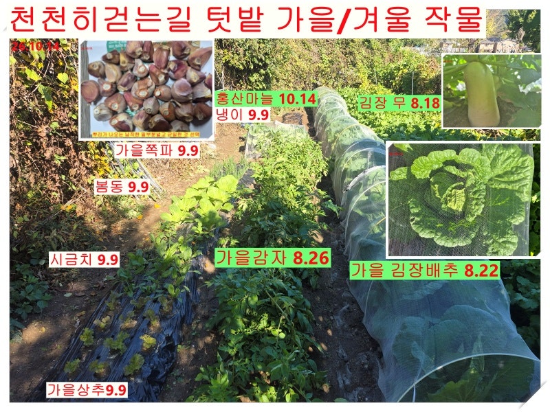 10월~11월의 김장배추, 이슬이 맺히는 시기, 김장배추 노균병 증상과 예방법, 비가 안 와도 아....