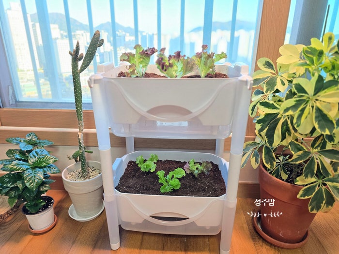 상추키우기 저면관수화분에 상추모종심고 베란다텃밭 만들기