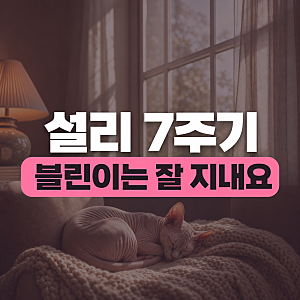 설리 7주기, 그녀가 남긴 반려묘 고블린의 지금 근황 (+ 에프엑스 최진리 김희철 김선아 스핑....