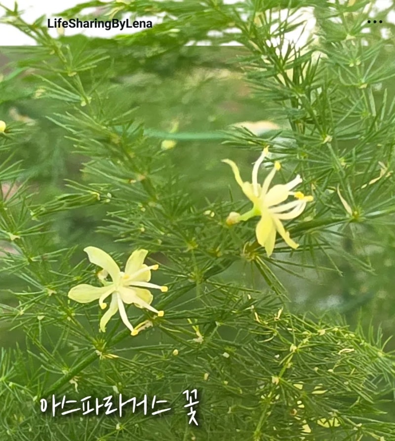 눈처럼 하얀 * 아스파라거스 나누스*꾳이 소복하게 피었네요~~처음 보는 신기한 꽃 구경해 보....