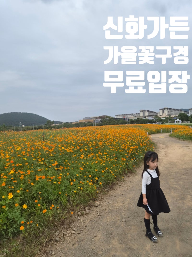 10월 제주도 무료로 가볼만한곳. 신화월드 신화가든 코스모스·메밀꽃