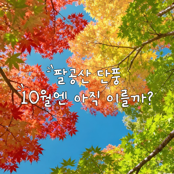 2026 팔공산 단풍, 10월에 가면 이를까? 올해 절정은 11월!
