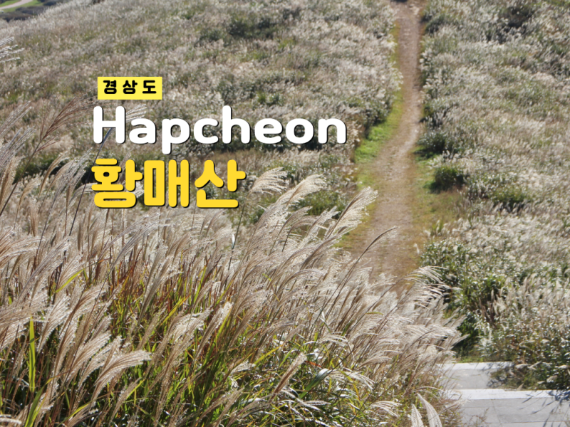 합천 황매산 억새축제 은빛물결 실시간! 일정 주차 나눔카트 정보 10월 가볼만한곳