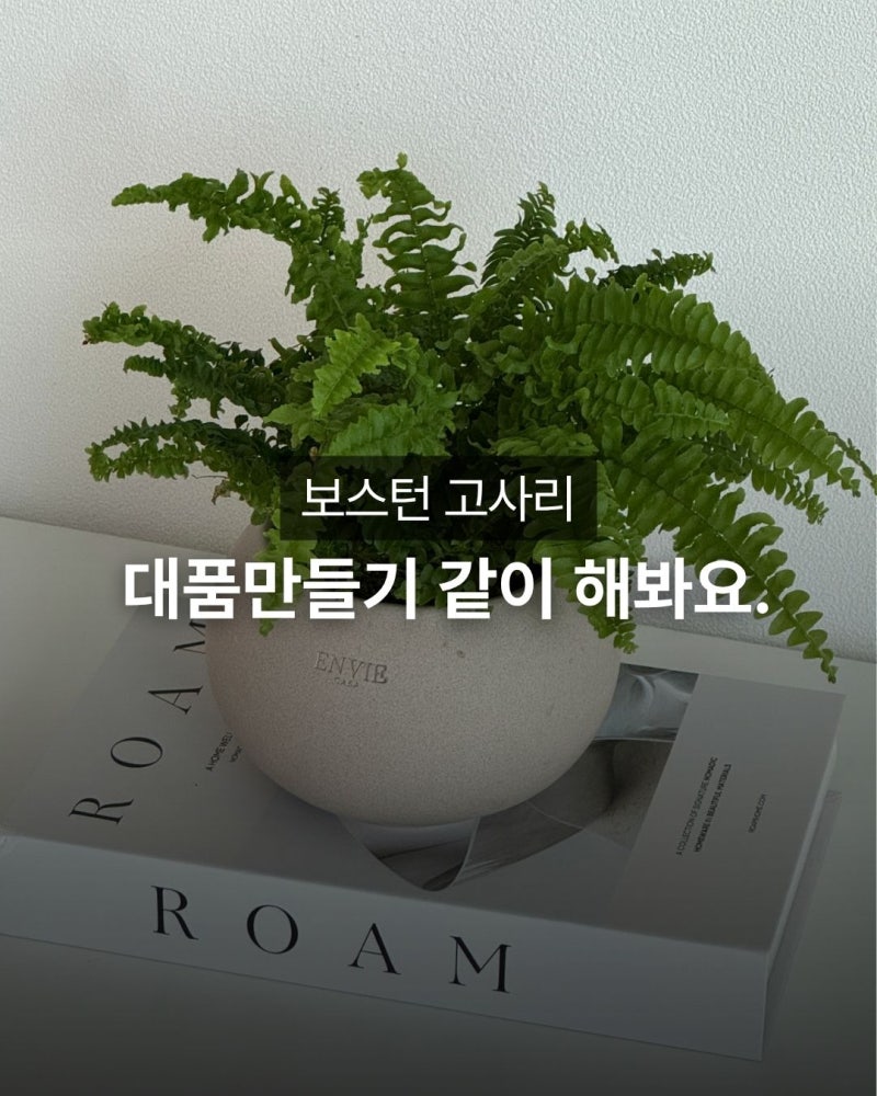 보스턴 고사리 키우기, 저면관수, 상면관수, 물주는 방법 알려드릴게요.
