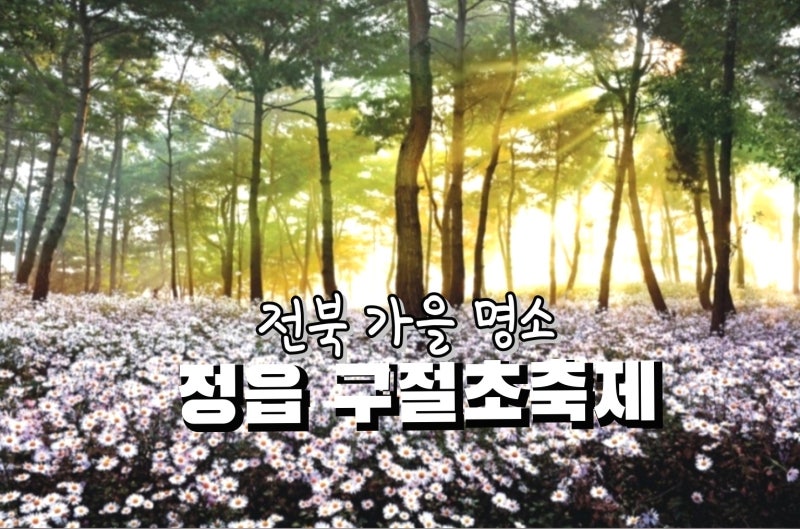 정읍 구절초 꽃축제 가볼만한곳 실시간 주차 입장료 볼거리 총정리