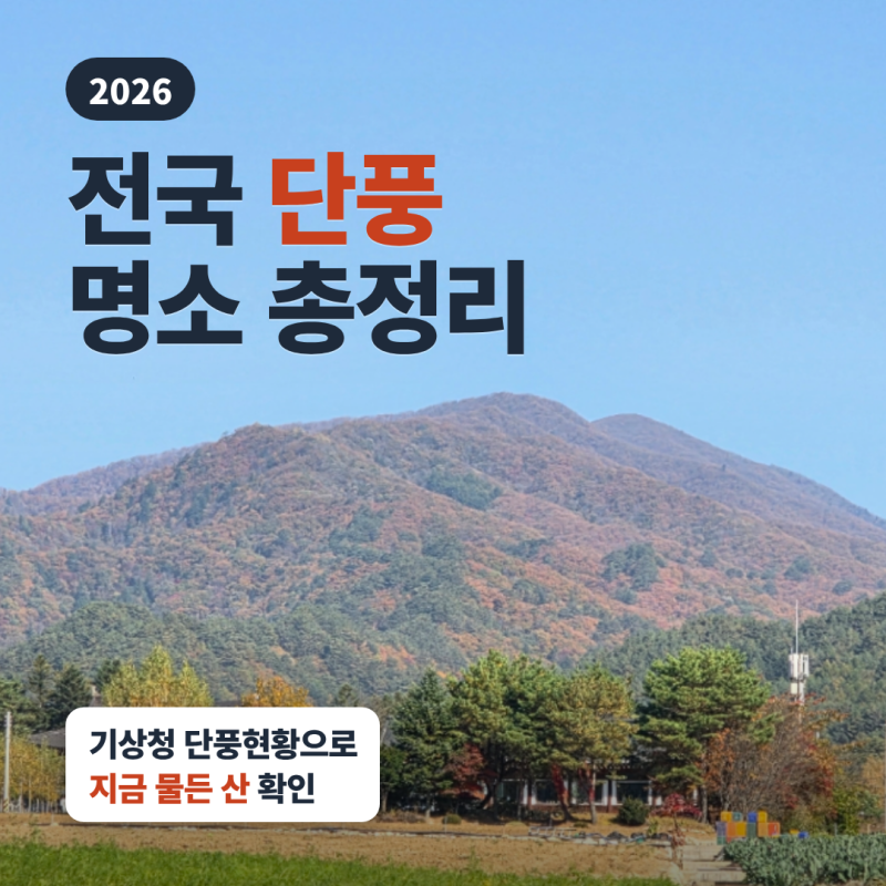 2026 전국 단풍 명소 총정리｜기상청 단풍현황으로 지금 물든 산 한눈에 확인