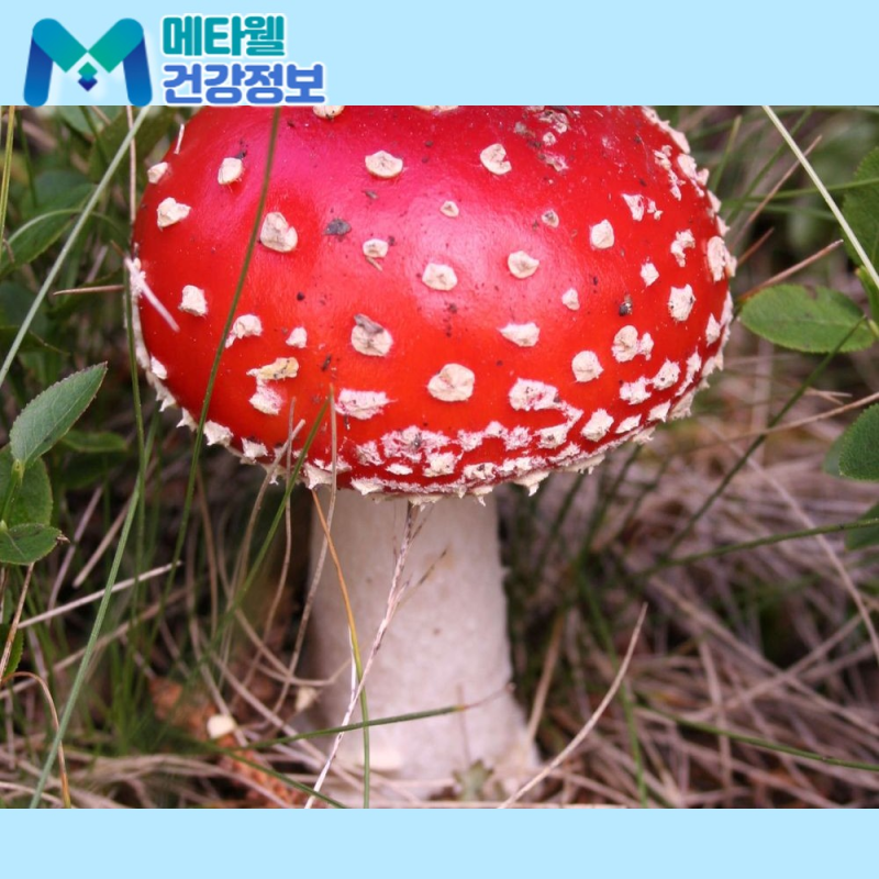 참송이버섯 보관법과 맛있게 굽는 시간