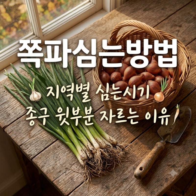 쪽파심는방법 지역별 심는시기 ㅣ 종구 고르는법 윗부분 자르는 이유