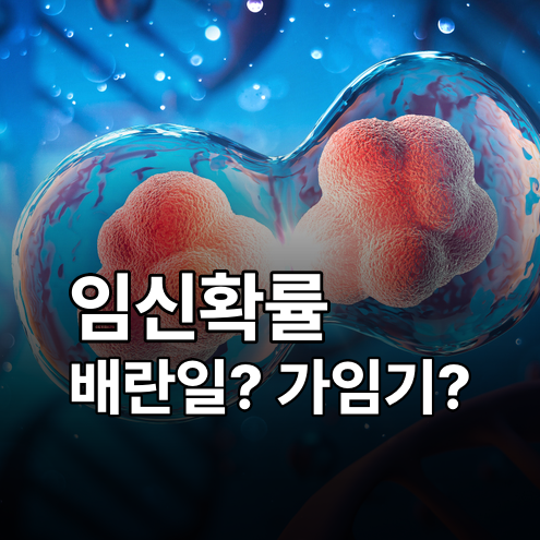 가임기 임신확률 vs 비가임기, 배란일 계산부터 임신 잘 되는 시기까지