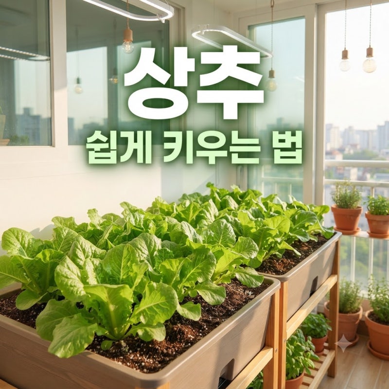 베란다 텃밭 상추 키우기 영양제 추천 및 재배 노하우 총정리
