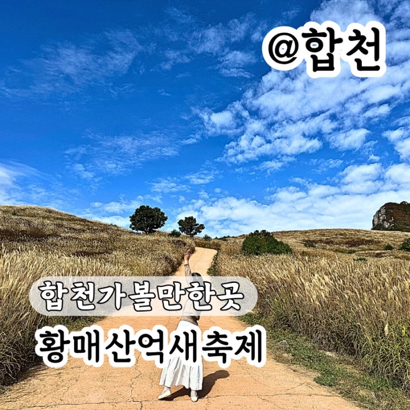 “10월 지금 무조건 가야해요” 합천 황매산 억새 축제 실시간