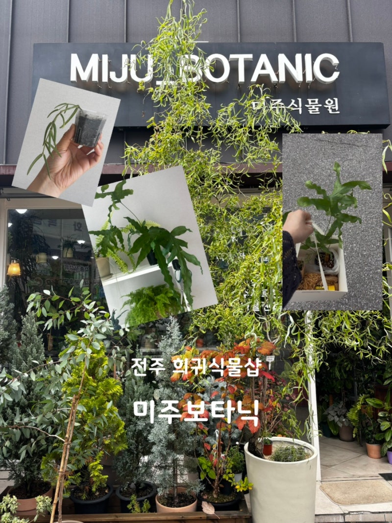 전주 희귀식물가게 미주보타닉 방문후기 호야 리네아리스 대왕토끼발고사리 입양 후기