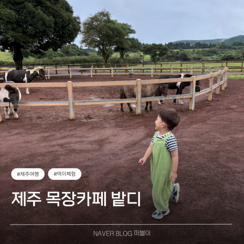 제주 아이랑 체험 목장카페 밭디 말타기 먹이주기 그림그리기