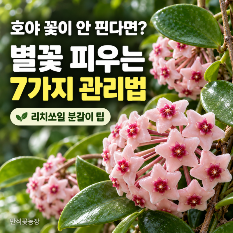 호야 꽃이 안 피나요? 별꽃 피우는 7가지 관리법과 리치쏘일 분갈이 팁