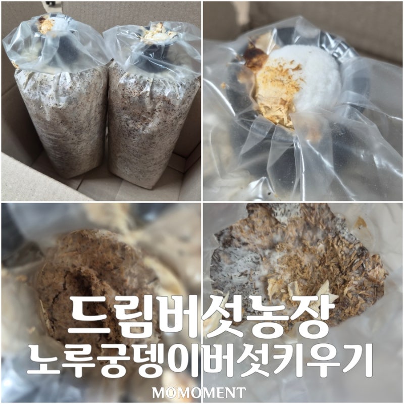이색 취미추천 노루궁뎅이버섯키우기 드림버섯농장 버섯 재배 키트 후기