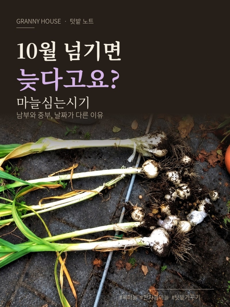 마늘심는시기, 10월 넘기면 늦다고요? 알 굵기는 이날 정해져요