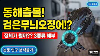 에깅러 100% 멘붕 온 새까만 무늬오징어, 직접 보고 파헤쳐봤습니다.
