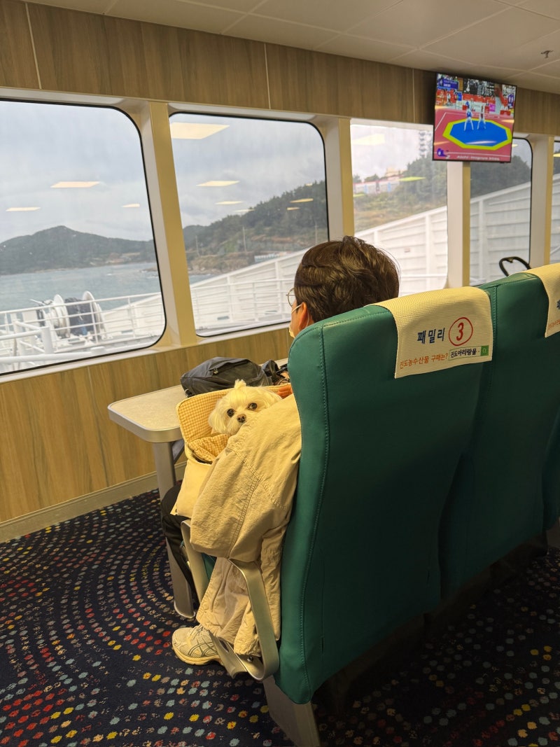 261003_애견동반 제주도 여행, 진도 산타모니카호 펫프리미엄 왕복 후기