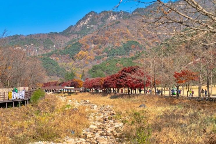 2026 <b>문경사과축제</b> 일정 새재도립공원 개막공연 체험 총정리