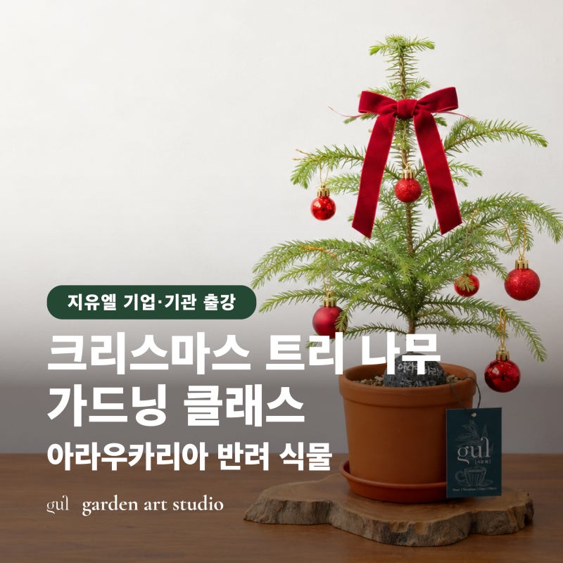 아라우카리아 크리스마스 트리 나무 가드닝 클래스 | 연말 원예 수업