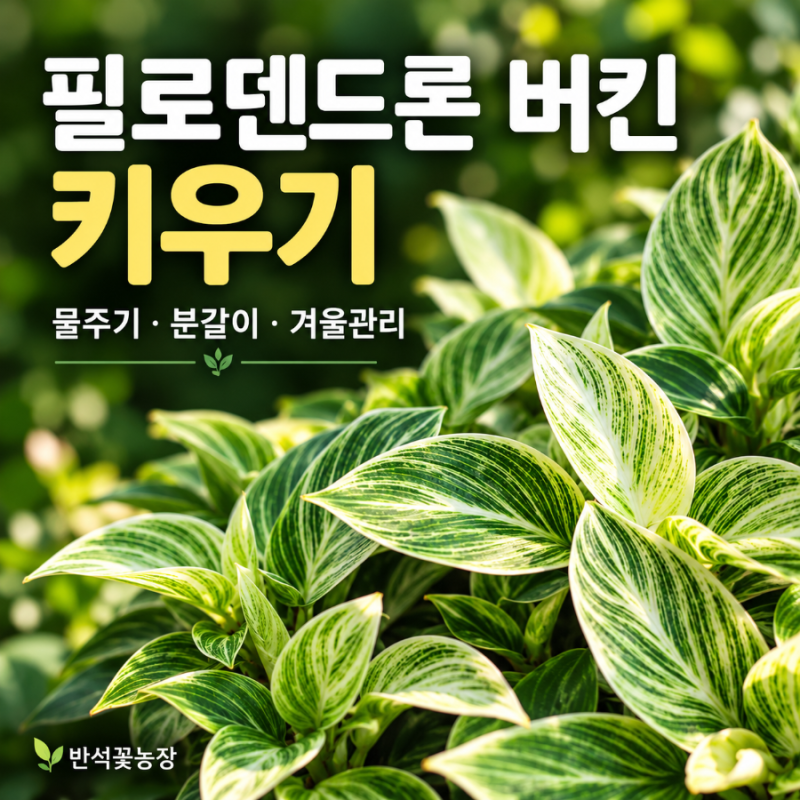 필로덴드론 버킨 키우기｜흰 줄무늬 잎이 예쁜 반려식물, 물주기와 겨울 관리