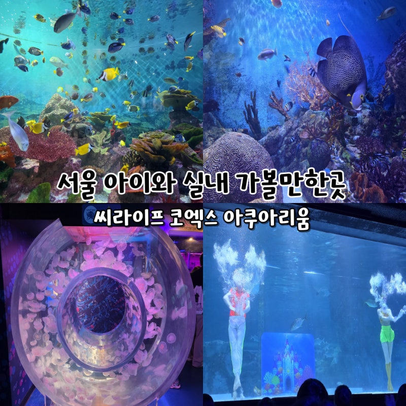서울 아이와 실내 가볼만한곳 씨라이프 코엑스 아쿠아리움 인어공연시간표 주차