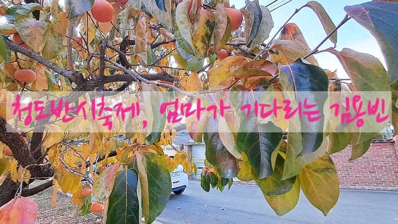 2026년 청도반시축제, 엄마가 기다리는 김용빈