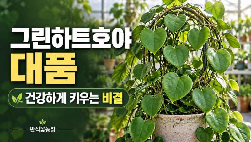 그린하트호야 대품 키우기｜물주기부터 덩굴 관리, 꽃피우는 팁까지