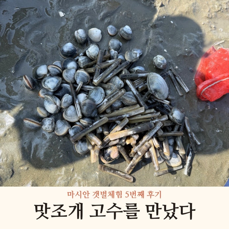 마시안 갯벌체험 5번째 후기, 백합과 맛조개 포인트 확인하고 왔어요.