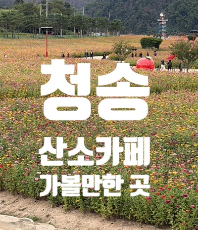 청송가볼만한 곳 산소카페 청송정원 방문후기 (26.9.26)