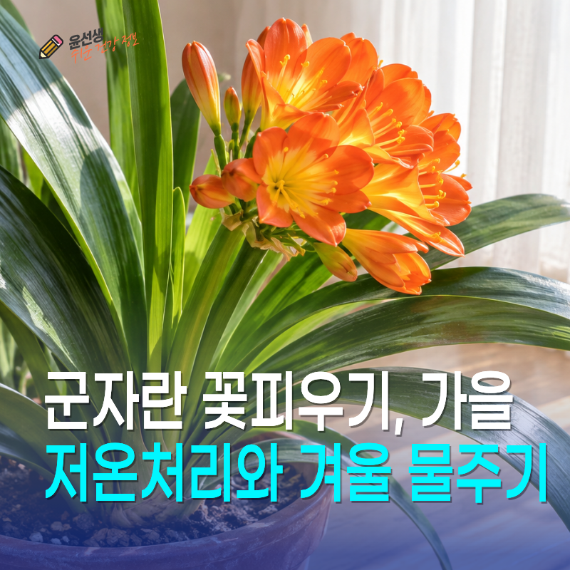 군자란 꽃피우기, 가을 저온처리와 겨울 물주기