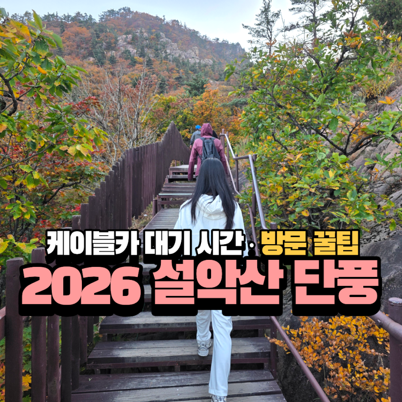 2026 설악산 단풍 절정시기│ 현재 상황 주차장 통제 케이블카 꿀팁