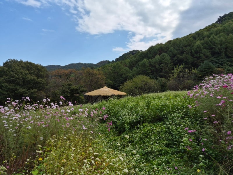 「앞산을 보며」 / 「농부와 시인」 김용택
