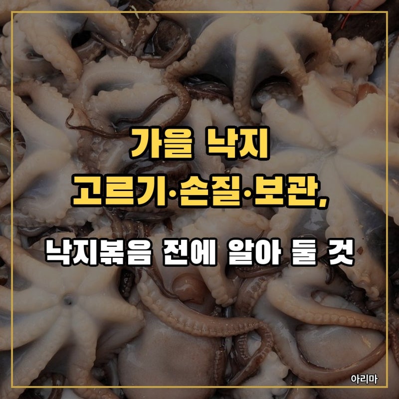 가을 낙지 고르기·손질·보관, 낙지볶음 전에 알아 둘 것