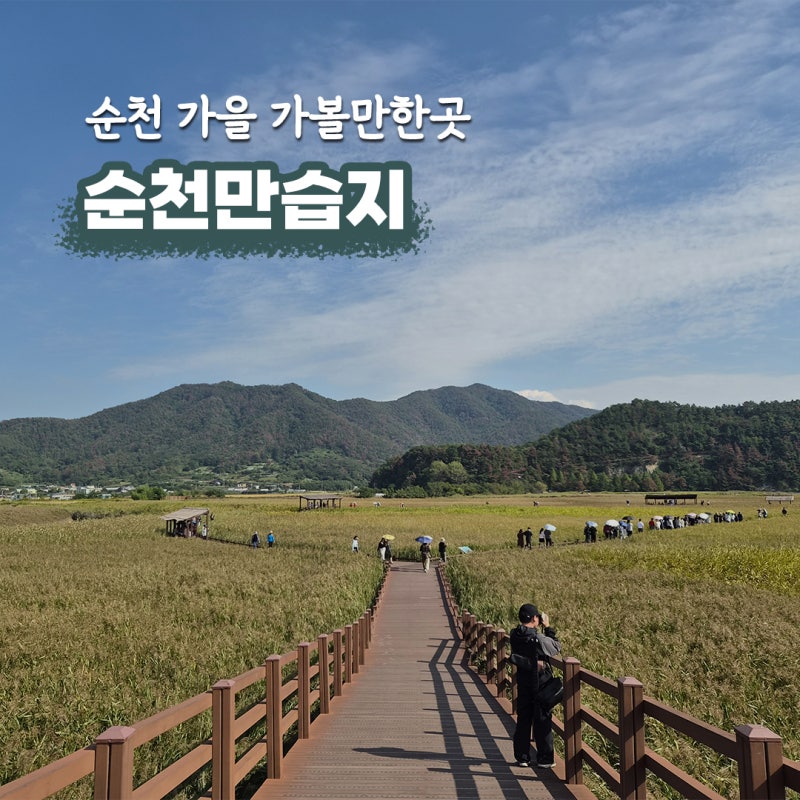 순천 가을 가볼만한곳 순천만습지 갈대 시기 용산전망대 뚜벅이 여행