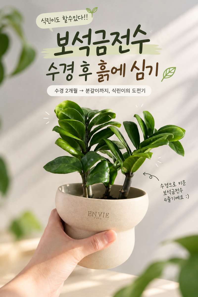 식린이도 성공할까? 보석금전수 수경재배 2개월 후 흙에 심기