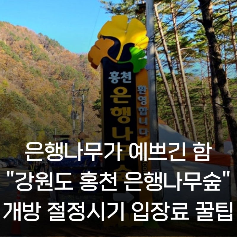 은행이 보기 예쁘긴 함ㅋㅋ 강원도 홍천 은행나무숲 | 개방 절정시기 입장료 주차팁 개인꿀....