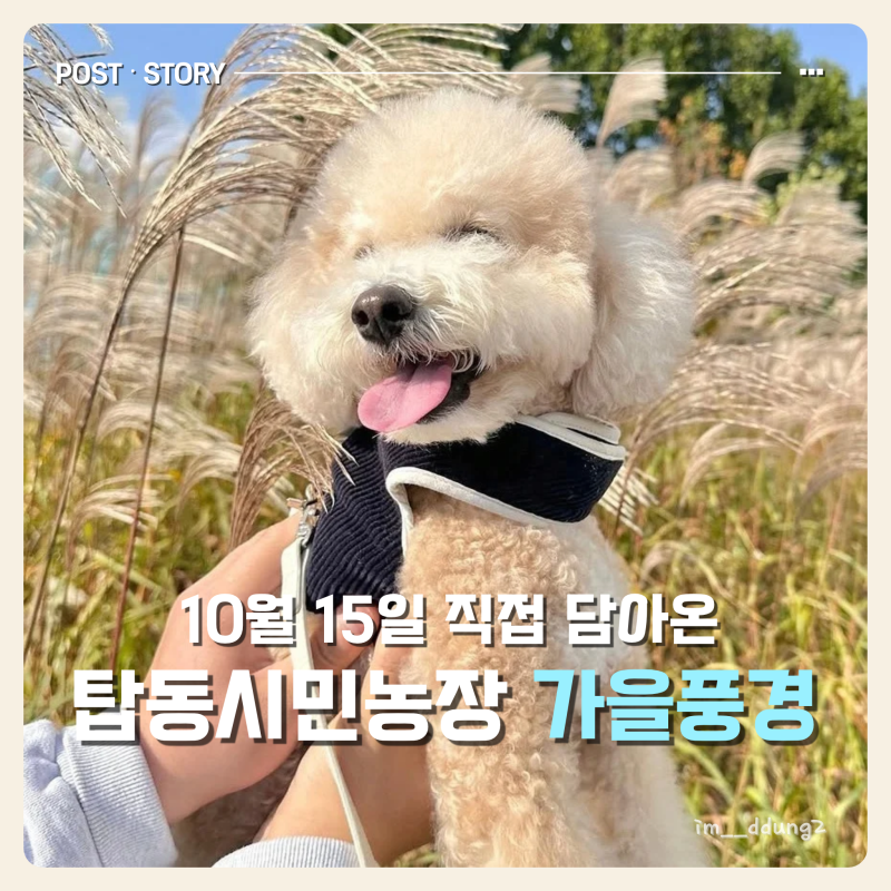 수원 탑동시민농장 10월 중순, 지금 가도 예쁠까? 댑싸리·코스모스 꽃구경