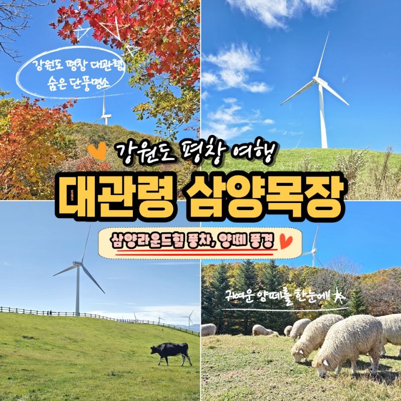 강원도 평창여행 가볼만한곳 대관령 삼양목장 라운드힐 양떼목장