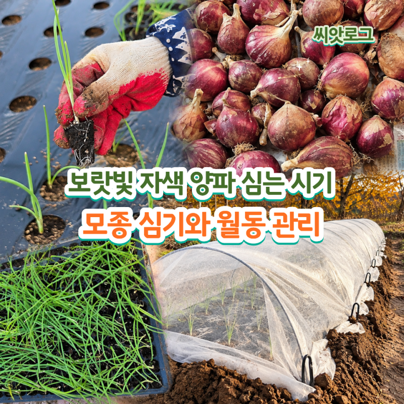 보랏빛 자색 양파 심는 시기, 중부지방 적양파 모종 심기와 월동 부직포 관리