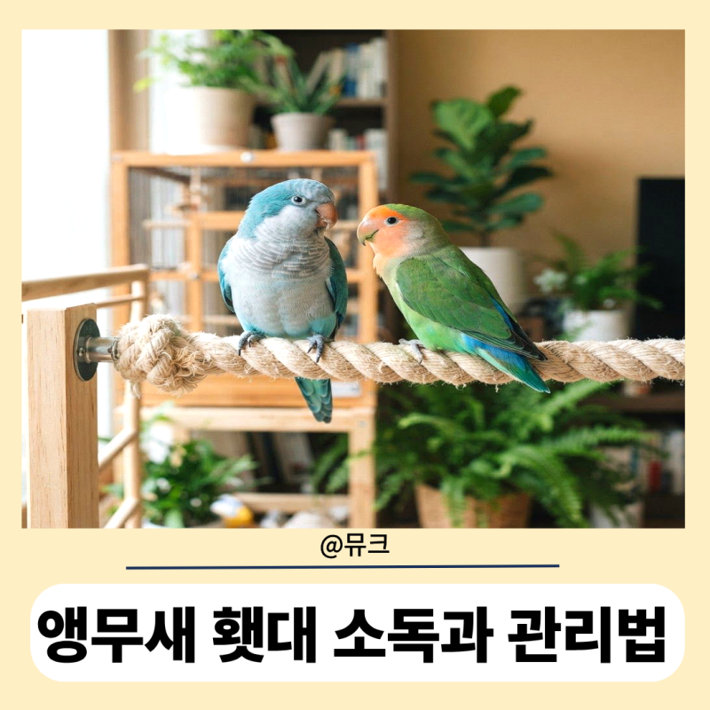 [입문자 필수 정보] 앵무새 횃대 종류별 세척 소독 가이드 3가지 안내