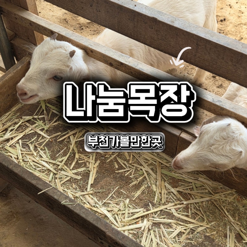 부천 아이들과 가볼만한곳 나눔목장 부천실내동물원