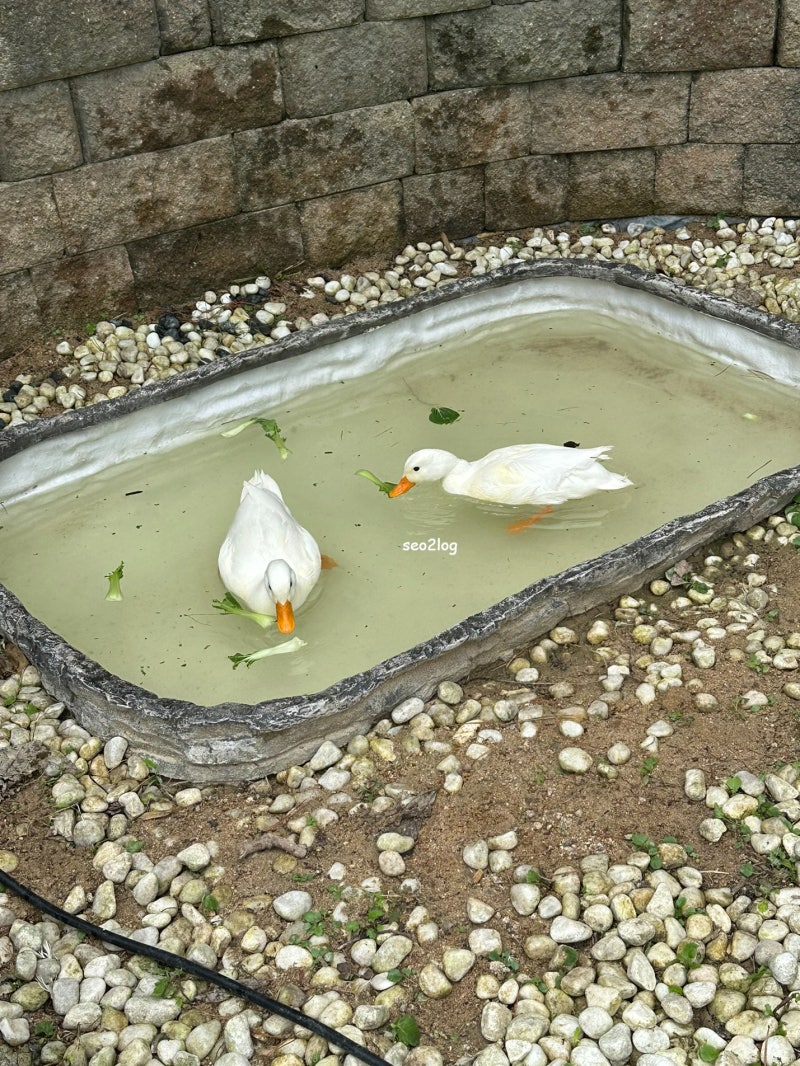 용인 수지 신봉동 아이랑 실내동물원 키즈카페 - 애니멀클럽 수지점