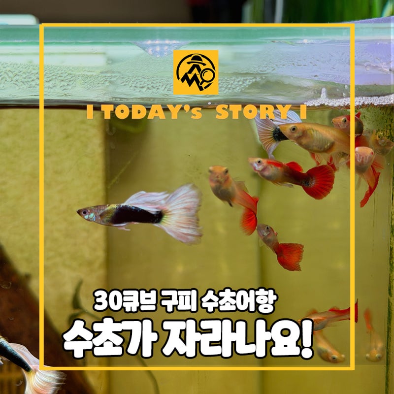 구피 키우기, 30큐브 구피수초어항 근황