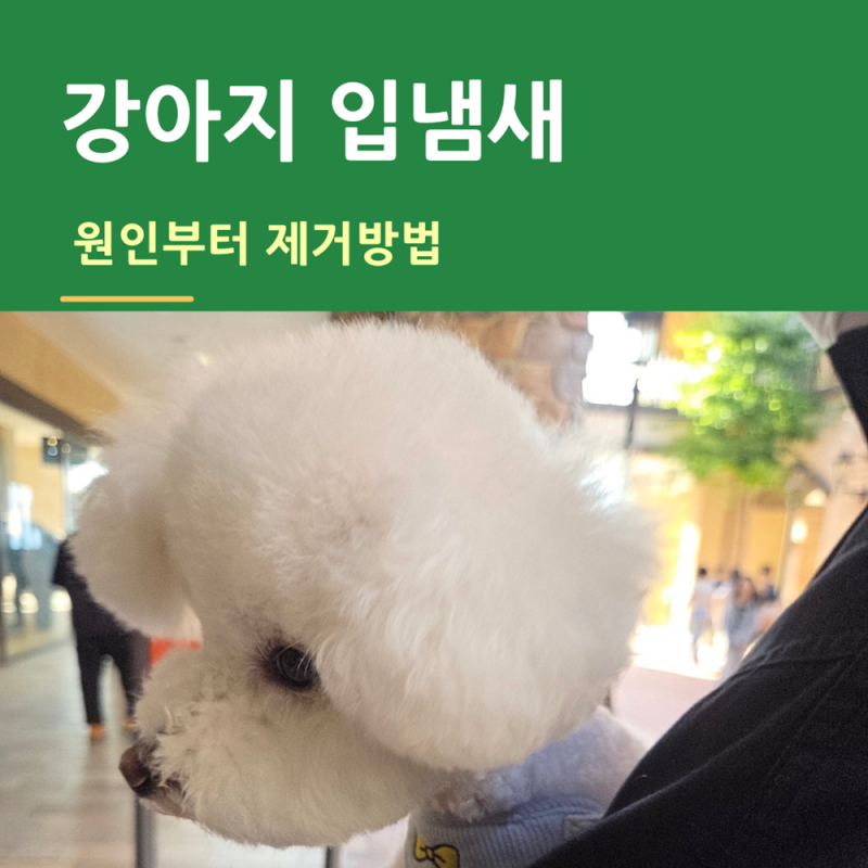 강아지 입냄새 원인부터 제거 방법