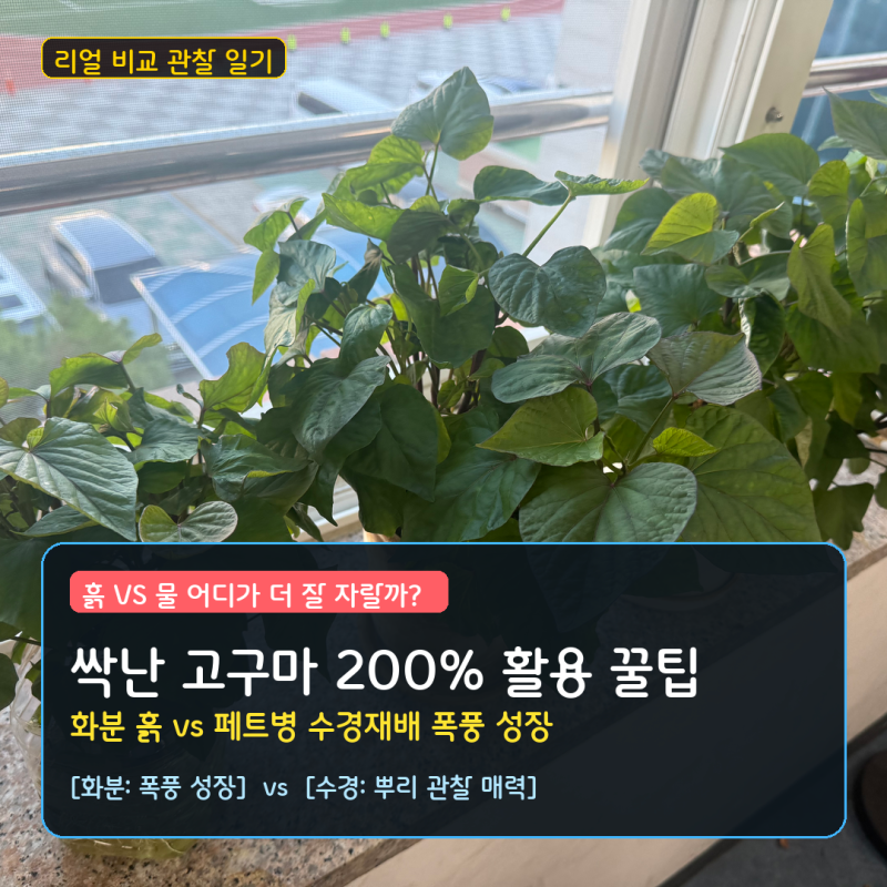 [살림 꿀팁] 싹난 고구마 버리지 마세요! 화분 흙 vs 페트병 수경재배 키우기 비교 및 초록빛 ....